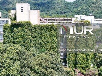 Creepers occupy the back wall of a 12-story library at a university in Guiyang, China, on August 21, 2024. The creeper climbs from the groun...