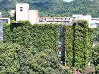 Creepers occupy the back wall of a 12-story library at a university in Guiyang, China, on August 21, 2024. The creeper climbs from the groun...