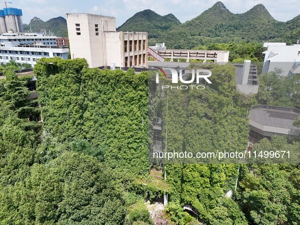 Creepers occupy the back wall of a 12-story library at a university in Guiyang, China, on August 21, 2024. The creeper climbs from the groun...