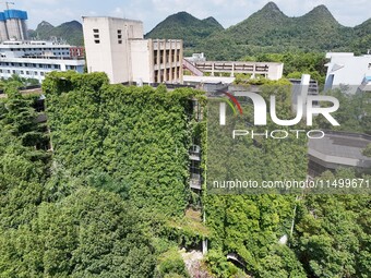 Creepers occupy the back wall of a 12-story library at a university in Guiyang, China, on August 21, 2024. The creeper climbs from the groun...