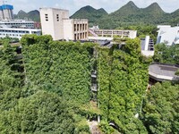 Creepers occupy the back wall of a 12-story library at a university in Guiyang, China, on August 21, 2024. The creeper climbs from the groun...