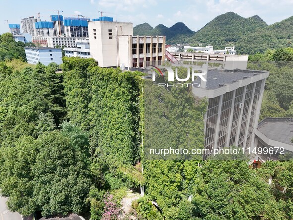 Creepers occupy the back wall of a 12-story library at a university in Guiyang, China, on August 21, 2024. The creeper climbs from the groun...