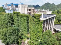 Creepers occupy the back wall of a 12-story library at a university in Guiyang, China, on August 21, 2024. The creeper climbs from the groun...