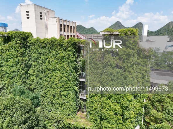 Creepers occupy the back wall of a 12-story library at a university in Guiyang, China, on August 21, 2024. The creeper climbs from the groun...