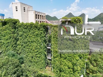 Creepers occupy the back wall of a 12-story library at a university in Guiyang, China, on August 21, 2024. The creeper climbs from the groun...