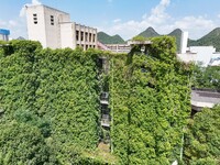 Creepers occupy the back wall of a 12-story library at a university in Guiyang, China, on August 21, 2024. The creeper climbs from the groun...