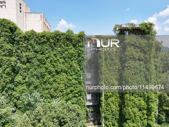 Creepers occupy the back wall of a 12-story library at a university in Guiyang, China, on August 21, 2024. The creeper climbs from the groun...