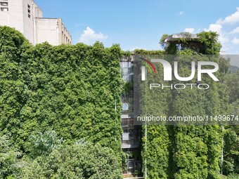 Creepers occupy the back wall of a 12-story library at a university in Guiyang, China, on August 21, 2024. The creeper climbs from the groun...