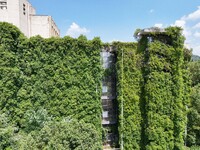 Creepers occupy the back wall of a 12-story library at a university in Guiyang, China, on August 21, 2024. The creeper climbs from the groun...