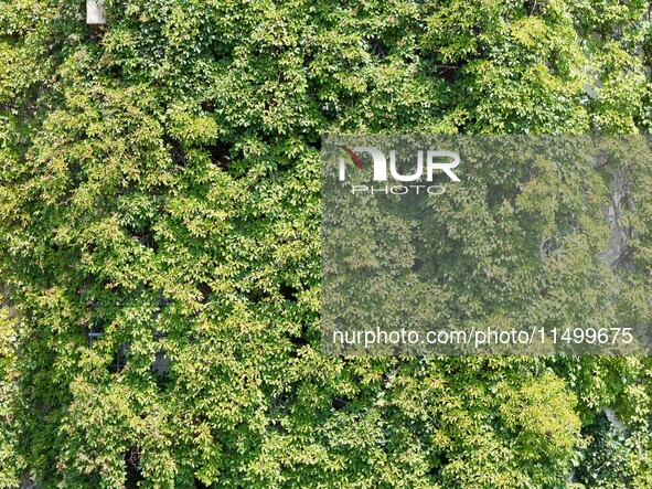 Creepers occupy the back wall of a 12-story library at a university in Guiyang, China, on August 21, 2024. The creeper climbs from the groun...