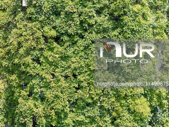 Creepers occupy the back wall of a 12-story library at a university in Guiyang, China, on August 21, 2024. The creeper climbs from the groun...