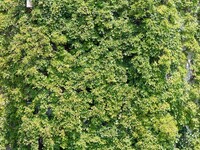 Creepers occupy the back wall of a 12-story library at a university in Guiyang, China, on August 21, 2024. The creeper climbs from the groun...