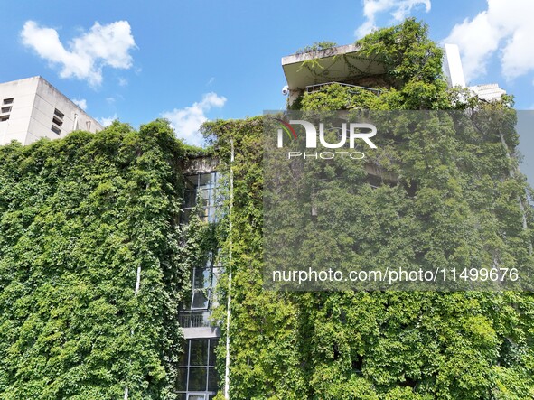 Creepers occupy the back wall of a 12-story library at a university in Guiyang, China, on August 21, 2024. The creeper climbs from the groun...