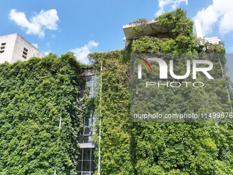 Creepers occupy the back wall of a 12-story library at a university in Guiyang, China, on August 21, 2024. The creeper climbs from the groun...