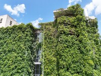 Creepers occupy the back wall of a 12-story library at a university in Guiyang, China, on August 21, 2024. The creeper climbs from the groun...