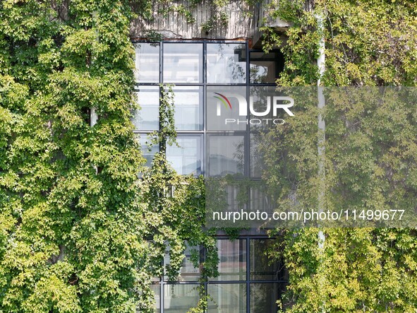 Creepers occupy the back wall of a 12-story library at a university in Guiyang, China, on August 21, 2024. The creeper climbs from the groun...