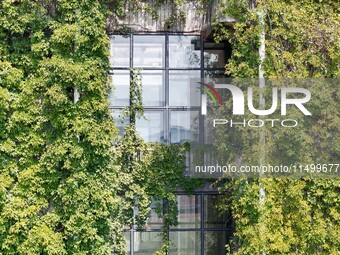 Creepers occupy the back wall of a 12-story library at a university in Guiyang, China, on August 21, 2024. The creeper climbs from the groun...