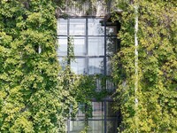 Creepers occupy the back wall of a 12-story library at a university in Guiyang, China, on August 21, 2024. The creeper climbs from the groun...