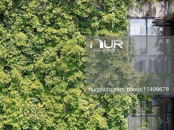 Creepers occupy the back wall of a 12-story library at a university in Guiyang, China, on August 21, 2024. The creeper climbs from the groun...