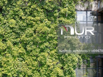 Creepers occupy the back wall of a 12-story library at a university in Guiyang, China, on August 21, 2024. The creeper climbs from the groun...