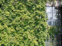 Creepers occupy the back wall of a 12-story library at a university in Guiyang, China, on August 21, 2024. The creeper climbs from the groun...