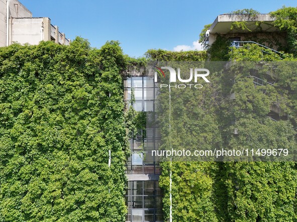 Creepers occupy the back wall of a 12-story library at a university in Guiyang, China, on August 21, 2024. The creeper climbs from the groun...