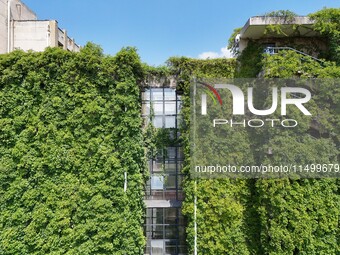 Creepers occupy the back wall of a 12-story library at a university in Guiyang, China, on August 21, 2024. The creeper climbs from the groun...