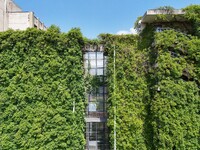 Creepers occupy the back wall of a 12-story library at a university in Guiyang, China, on August 21, 2024. The creeper climbs from the groun...