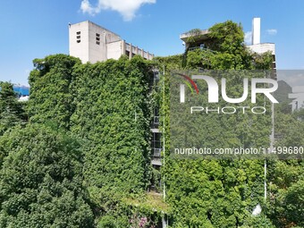 Creepers occupy the back wall of a 12-story library at a university in Guiyang, China, on August 21, 2024. The creeper climbs from the groun...