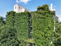 Creepers occupy the back wall of a 12-story library at a university in Guiyang, China, on August 21, 2024. The creeper climbs from the groun...