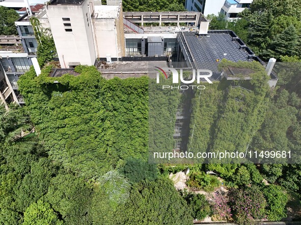 Creepers occupy the back wall of a 12-story library at a university in Guiyang, China, on August 21, 2024. The creeper climbs from the groun...