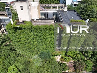 Creepers occupy the back wall of a 12-story library at a university in Guiyang, China, on August 21, 2024. The creeper climbs from the groun...