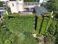 Creepers occupy the back wall of a 12-story library at a university in Guiyang, China, on August 21, 2024. The creeper climbs from the groun...