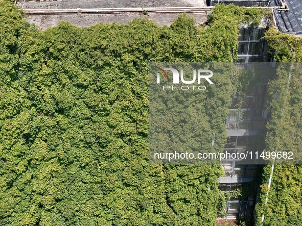 Creepers occupy the back wall of a 12-story library at a university in Guiyang, China, on August 21, 2024. The creeper climbs from the groun...