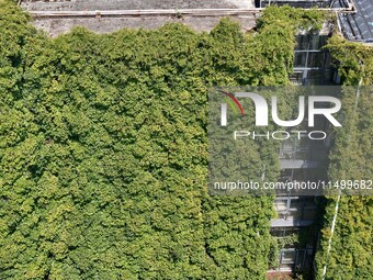 Creepers occupy the back wall of a 12-story library at a university in Guiyang, China, on August 21, 2024. The creeper climbs from the groun...