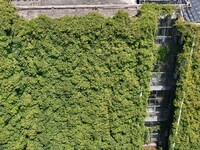 Creepers occupy the back wall of a 12-story library at a university in Guiyang, China, on August 21, 2024. The creeper climbs from the groun...