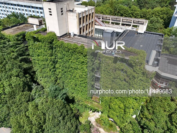 Creepers occupy the back wall of a 12-story library at a university in Guiyang, China, on August 21, 2024. The creeper climbs from the groun...