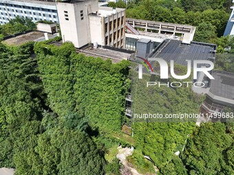 Creepers occupy the back wall of a 12-story library at a university in Guiyang, China, on August 21, 2024. The creeper climbs from the groun...