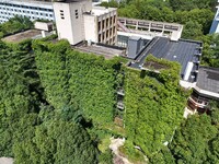 Creepers occupy the back wall of a 12-story library at a university in Guiyang, China, on August 21, 2024. The creeper climbs from the groun...