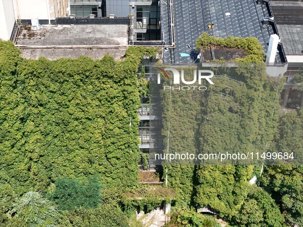 Creepers occupy the back wall of a 12-story library at a university in Guiyang, China, on August 21, 2024. The creeper climbs from the groun...