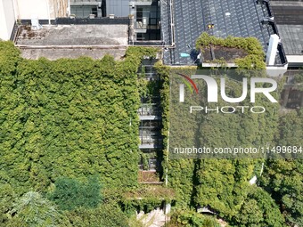 Creepers occupy the back wall of a 12-story library at a university in Guiyang, China, on August 21, 2024. The creeper climbs from the groun...