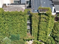 Creepers occupy the back wall of a 12-story library at a university in Guiyang, China, on August 21, 2024. The creeper climbs from the groun...