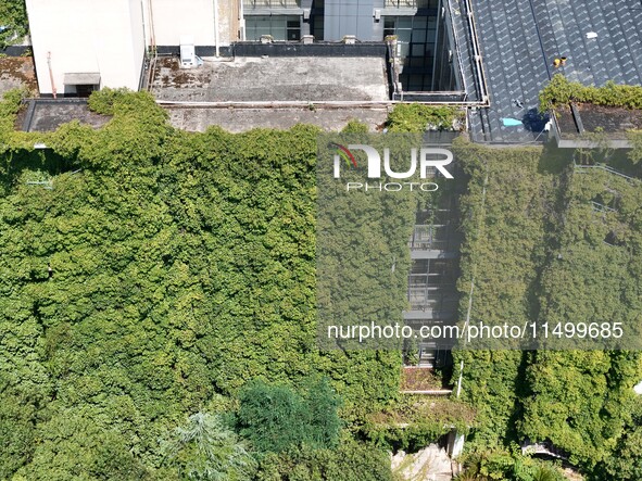 Creepers occupy the back wall of a 12-story library at a university in Guiyang, China, on August 21, 2024. The creeper climbs from the groun...