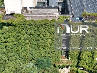 Creepers occupy the back wall of a 12-story library at a university in Guiyang, China, on August 21, 2024. The creeper climbs from the groun...