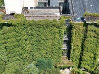 Creepers occupy the back wall of a 12-story library at a university in Guiyang, China, on August 21, 2024. The creeper climbs from the groun...