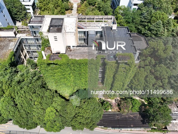 Creepers occupy the back wall of a 12-story library at a university in Guiyang, China, on August 21, 2024. The creeper climbs from the groun...