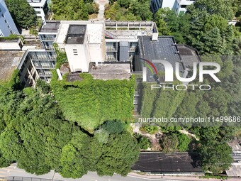 Creepers occupy the back wall of a 12-story library at a university in Guiyang, China, on August 21, 2024. The creeper climbs from the groun...