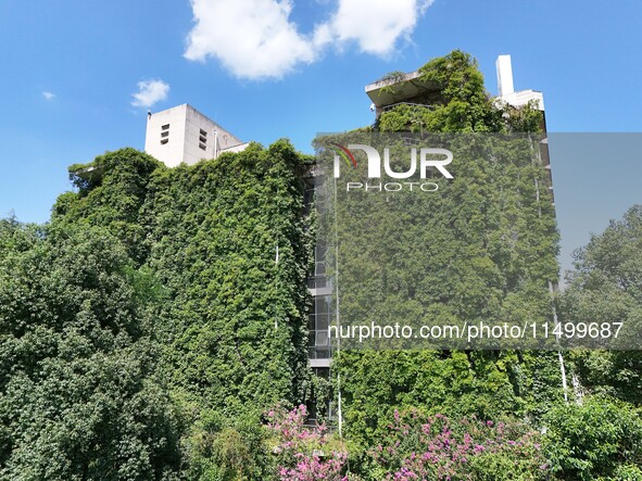 Creepers occupy the back wall of a 12-story library at a university in Guiyang, China, on August 21, 2024. The creeper climbs from the groun...