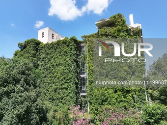 Creepers occupy the back wall of a 12-story library at a university in Guiyang, China, on August 21, 2024. The creeper climbs from the groun...