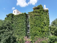 Creepers occupy the back wall of a 12-story library at a university in Guiyang, China, on August 21, 2024. The creeper climbs from the groun...